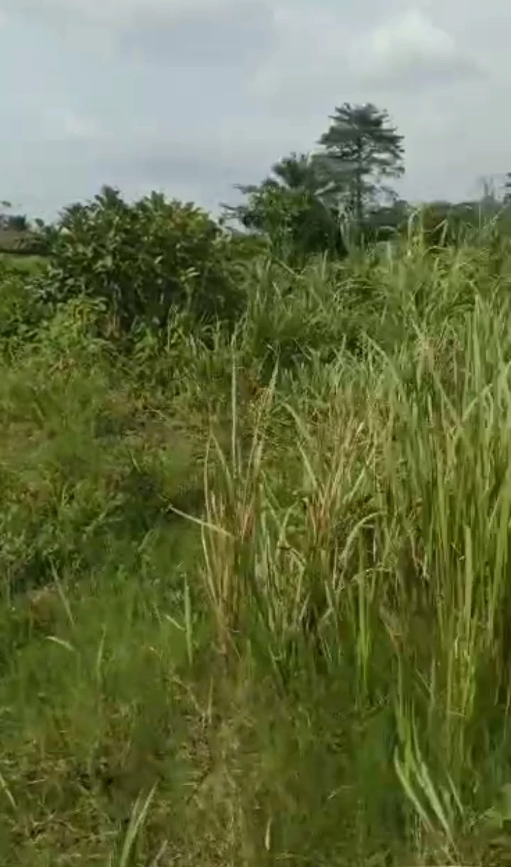 Land for Sale in Udu, Delta - Image 1