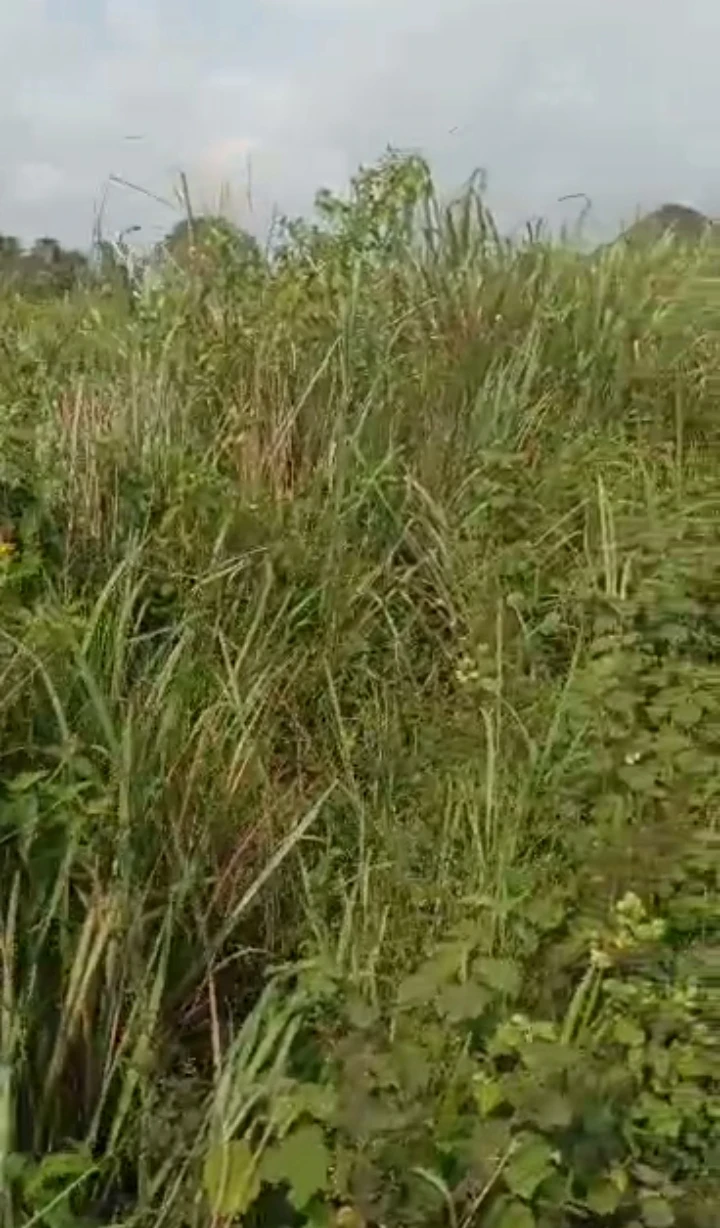 Land for Sale in Udu, Delta - Image 2