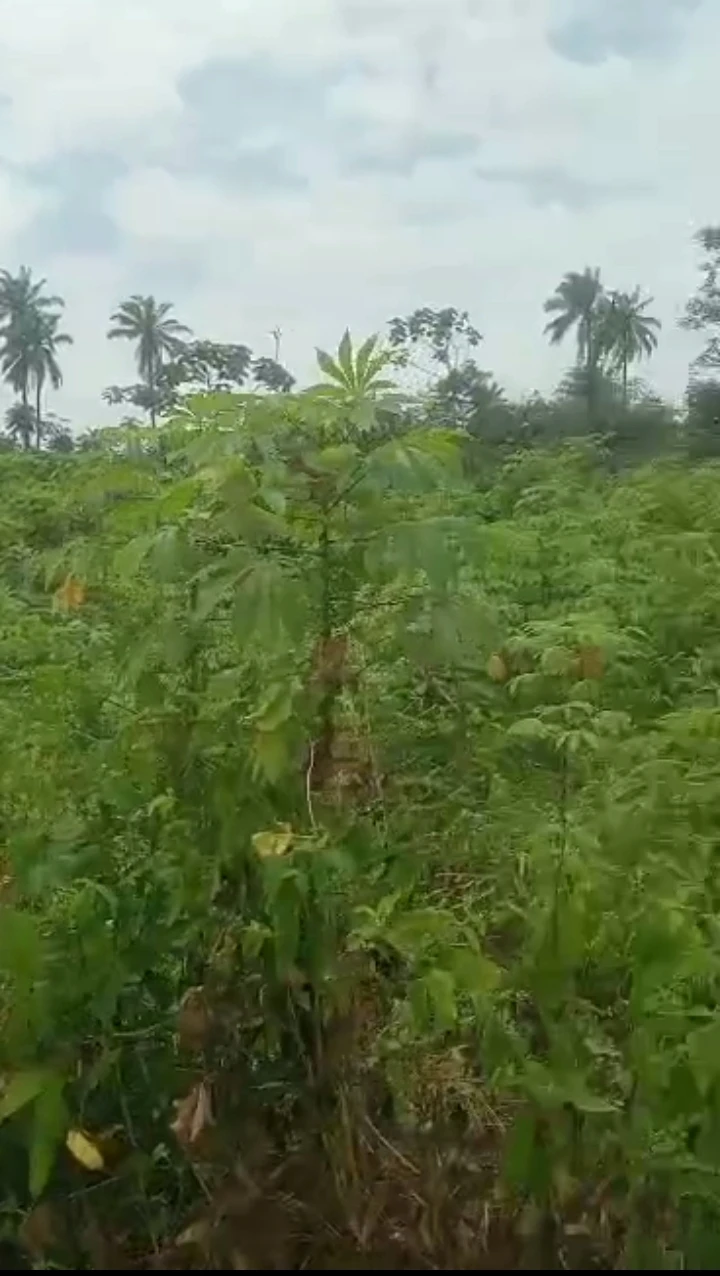 Land for Sale in Niger cat, Delta - Image 2