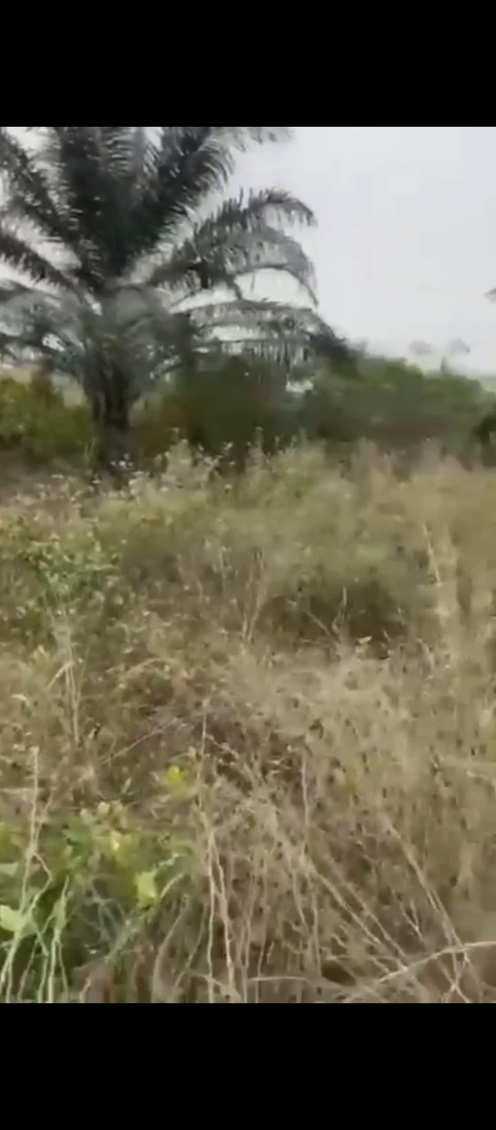 Land for Sale in Iyanomo community sapele road, Edo - Image 1