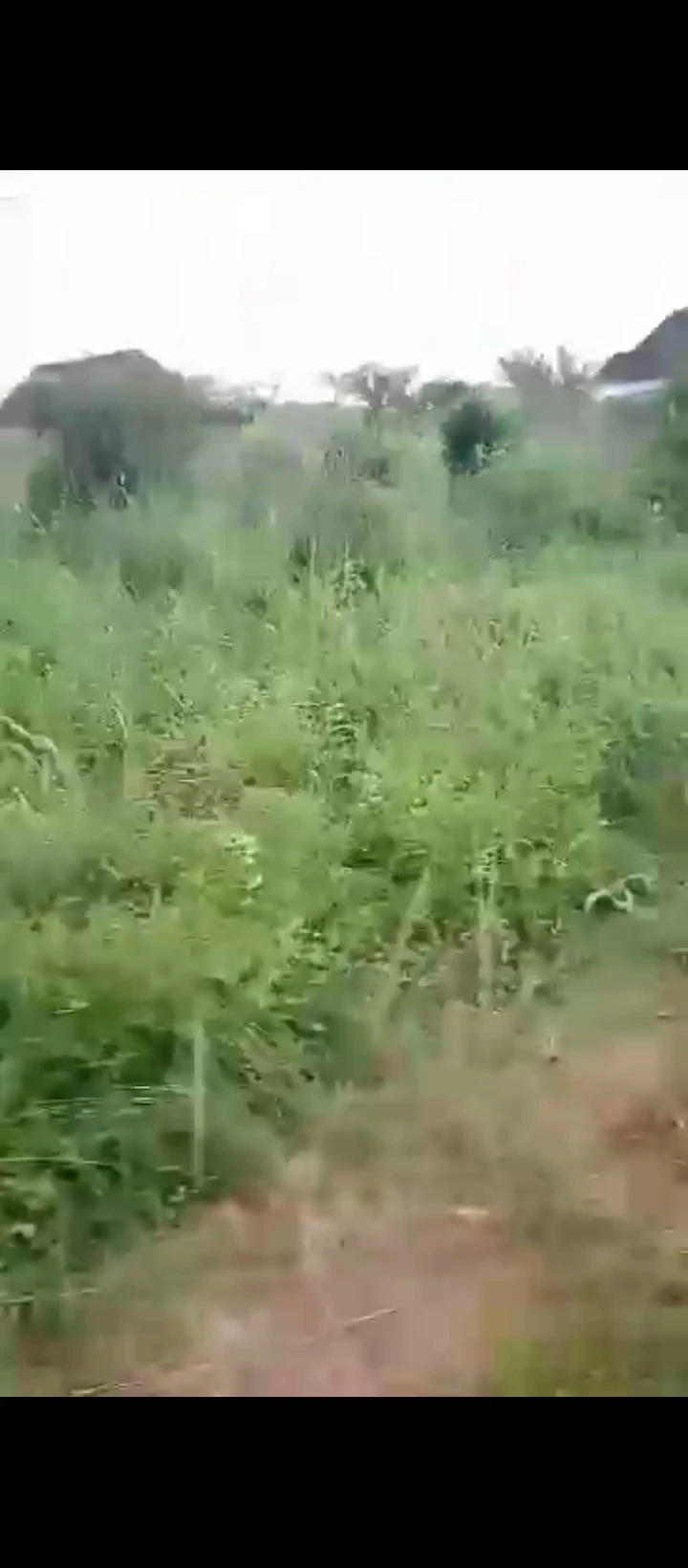 Land for Sale in Nevbosa ogheghe sapele road, Edo - Image 3