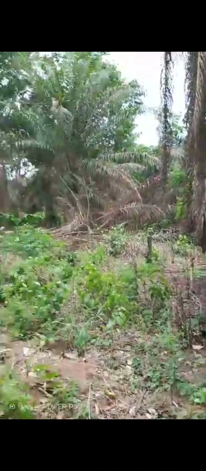 Land for Sale in Evboieoba, Edo - Image 3