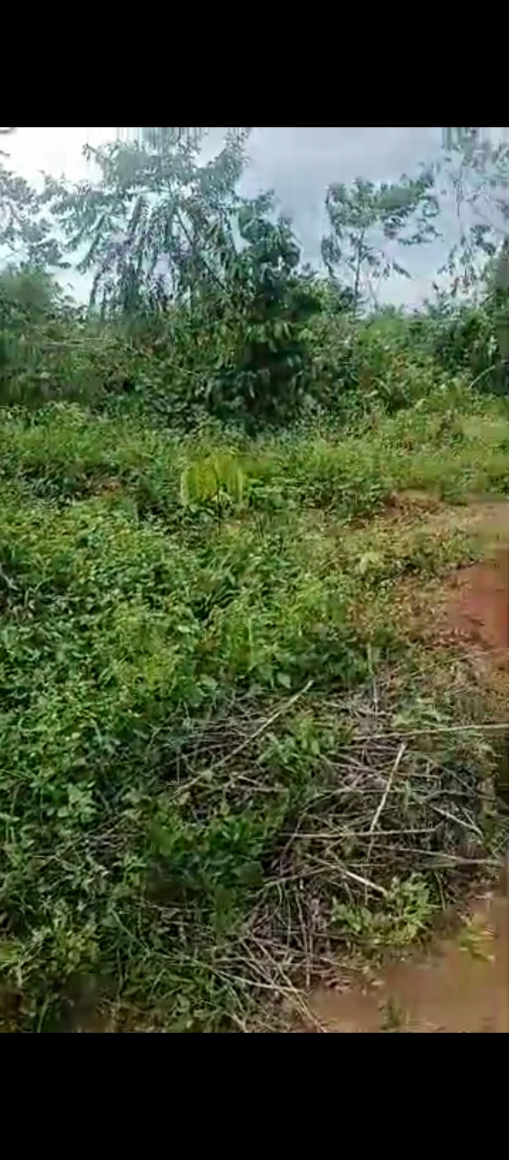 Land for Sale in Ogheghe sapele road, Edo - Image 1