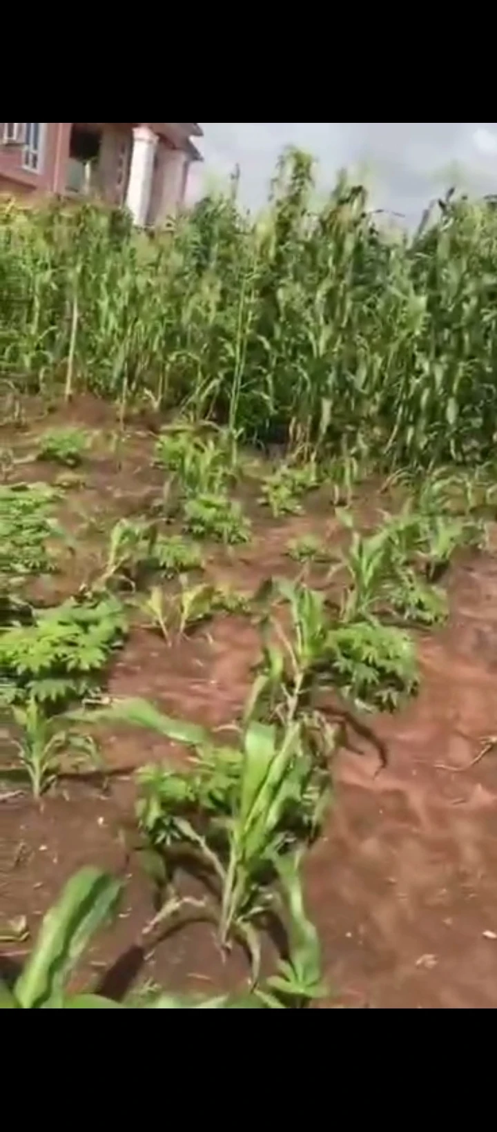 Land for Sale in Benin city, Edo - Image 3