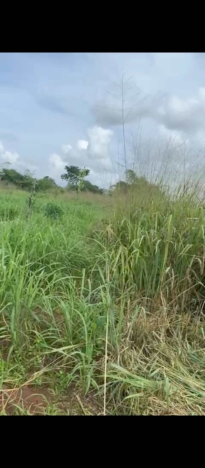 Land for Sale in Eyea Auchi road, Edo - Image 2