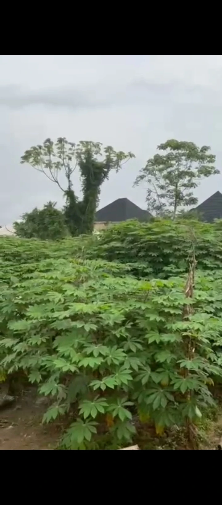 Land for Sale in Okhoromi/Egbire Tarred Rd B4 pantha Mall off Airport✈️ Rd, Edo - Image 1