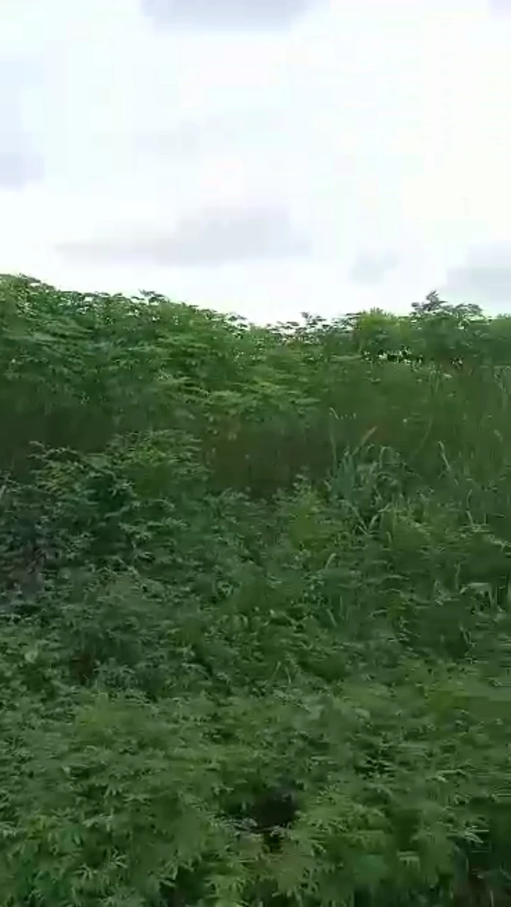 Land for Sale in BIU Road along sapele road, Edo - Image 1