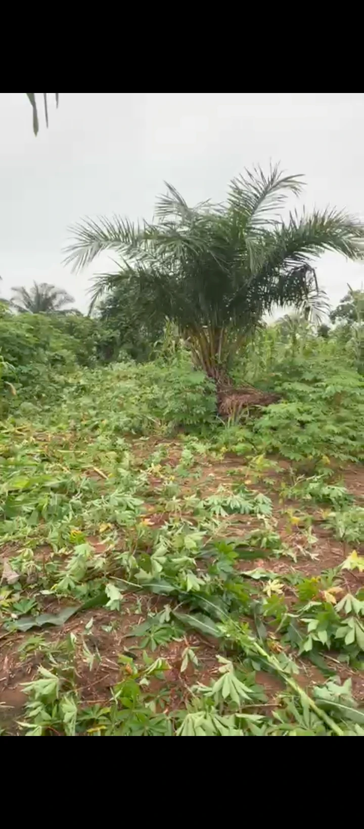 Land for Sale in Obagie road, Edo - Image 1