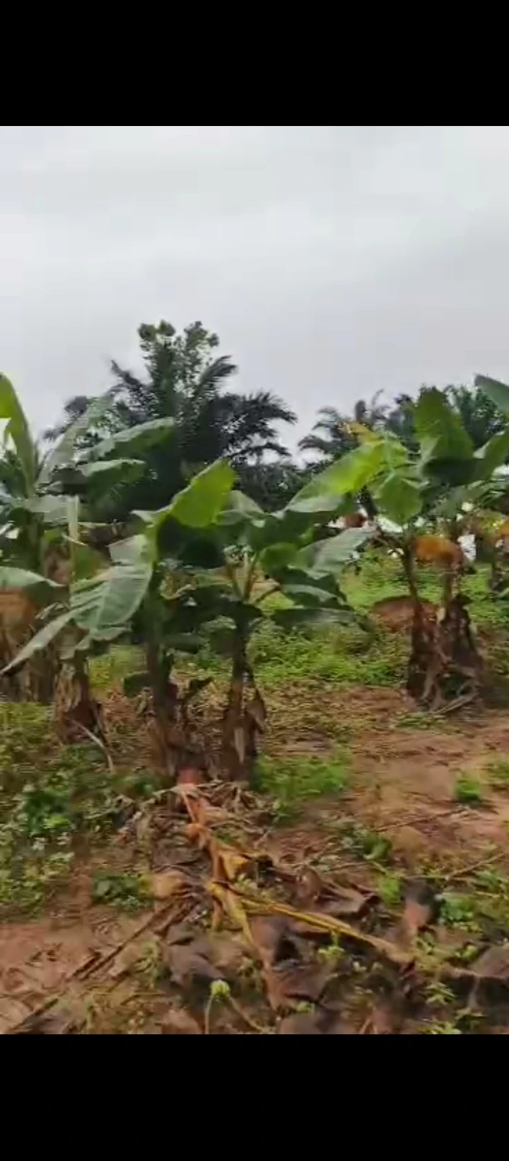 Land for Sale in Ologbo, Edo - Image 1