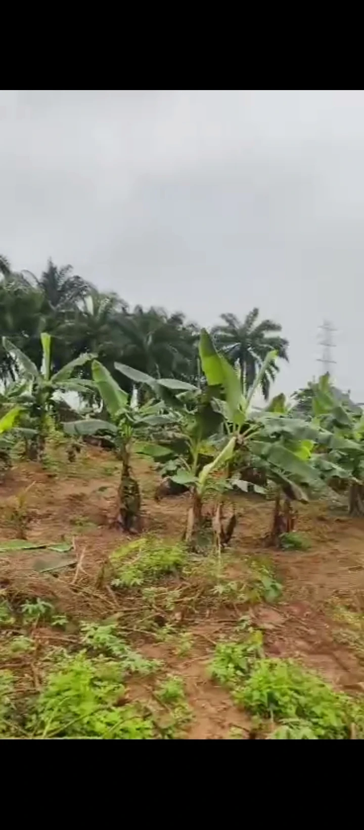 Land for Sale in Ologbo, Edo - Image 2