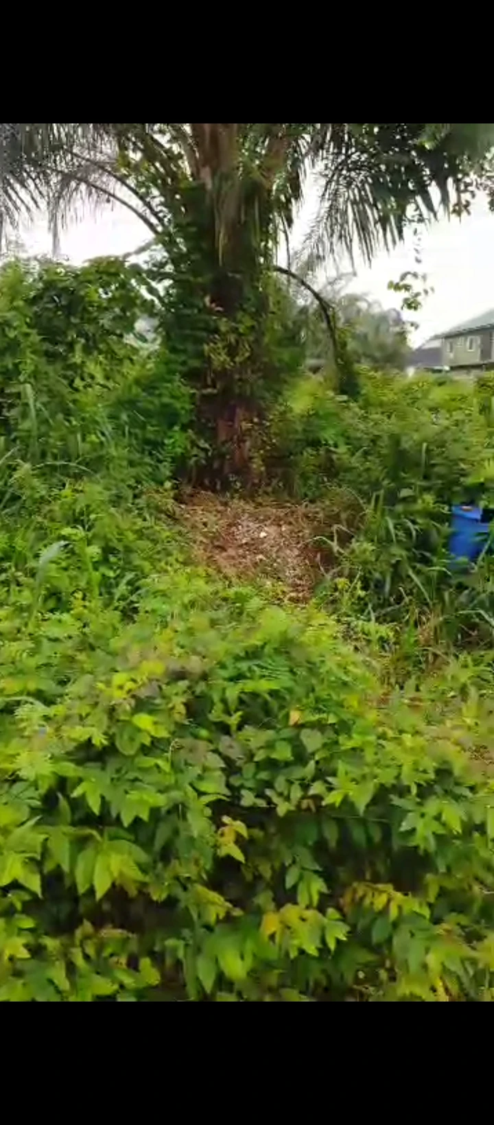Land for Sale in Ogunwenyin, Edo - Image 1
