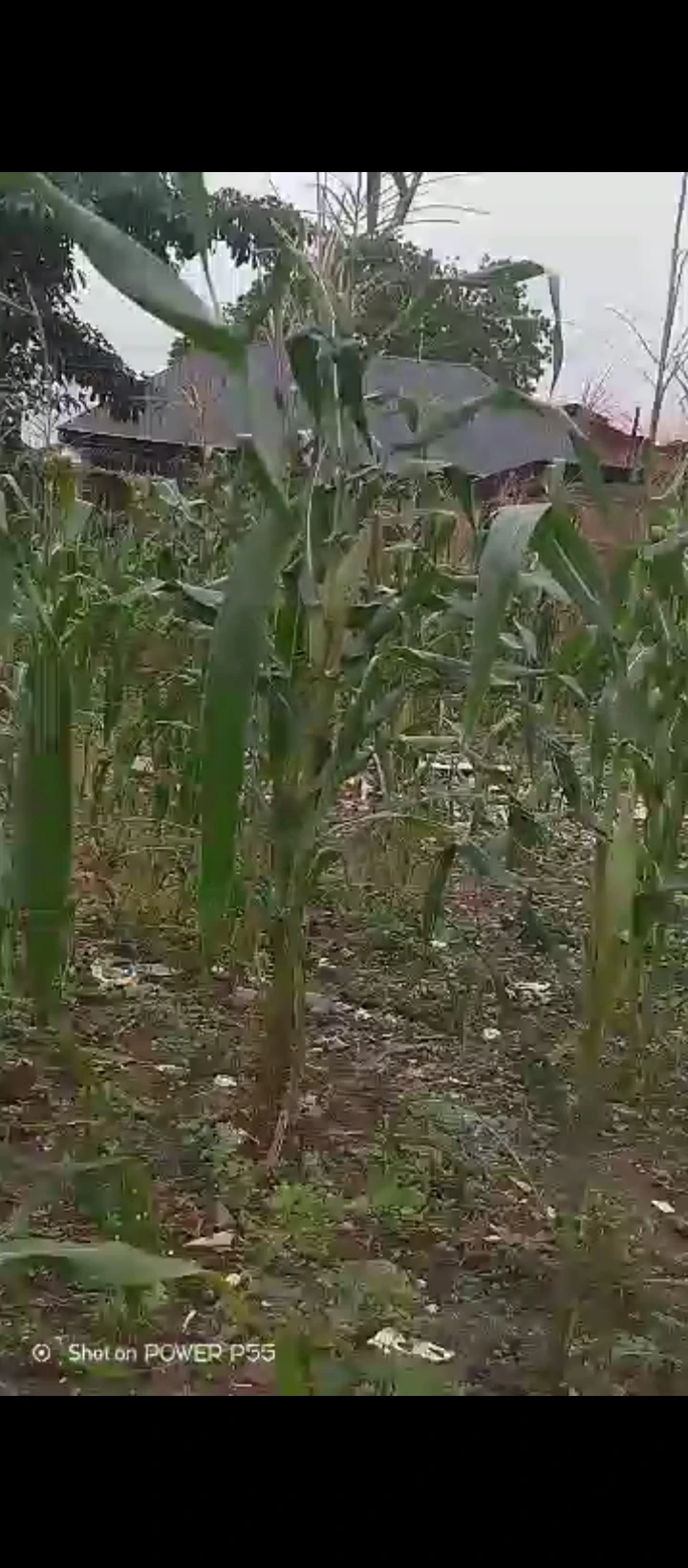 Land for Sale in Aideya GRA, Edo cover picture