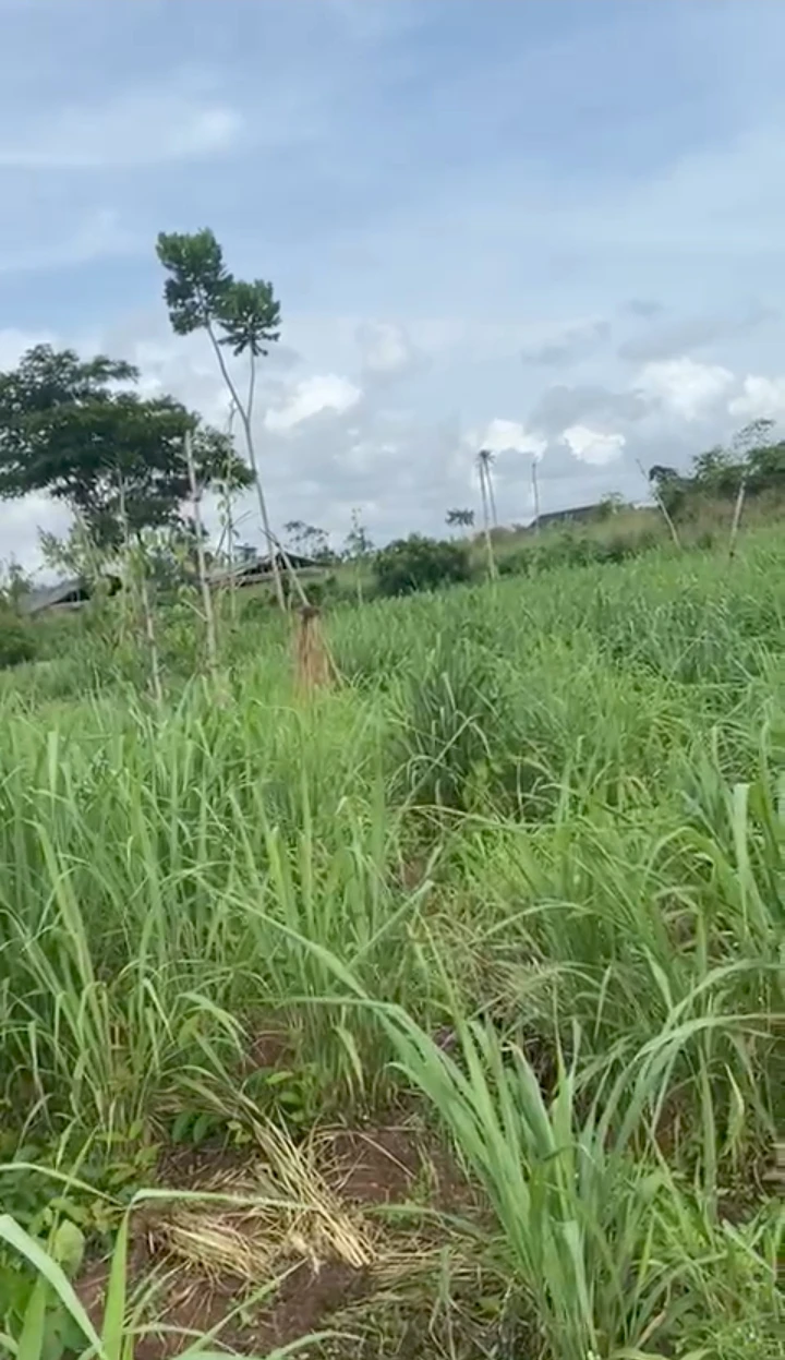 Land for Sale in Eyea Auchi road, Edo cover picture