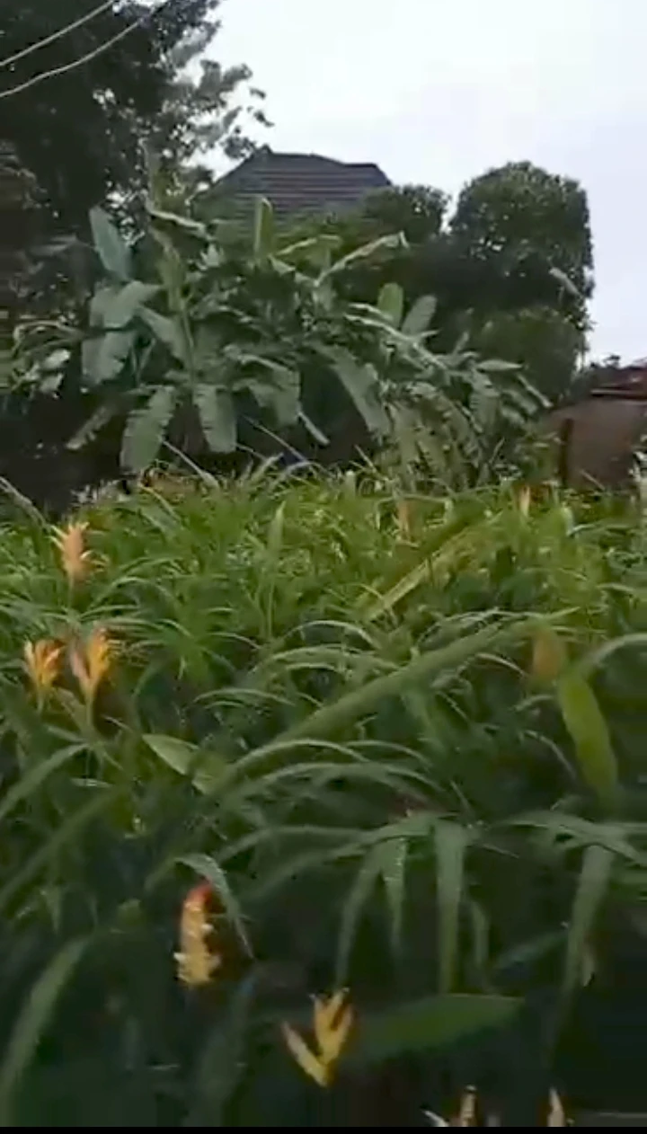 Land for Sale in boundary road off Aiguobasimwin Crescent road,, Edo cover picture