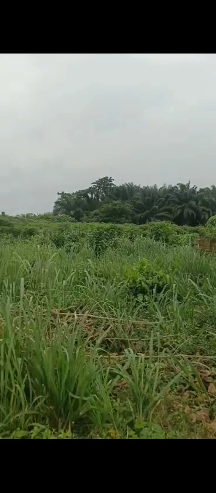 Land for Sale in Arougba, Edo cover picture
