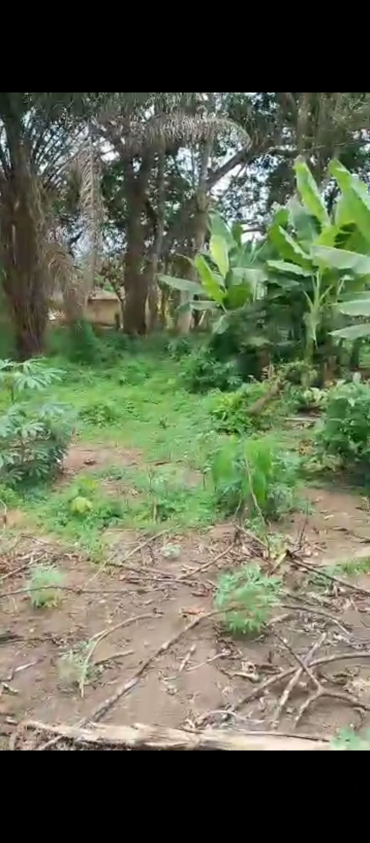 Land for Sale in Evboieoba, Edo cover picture