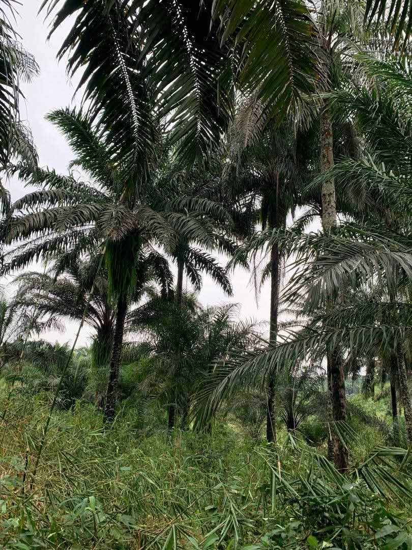 Land for Sale in Ikot Okoro road, Akwa Ibom - Image 1
