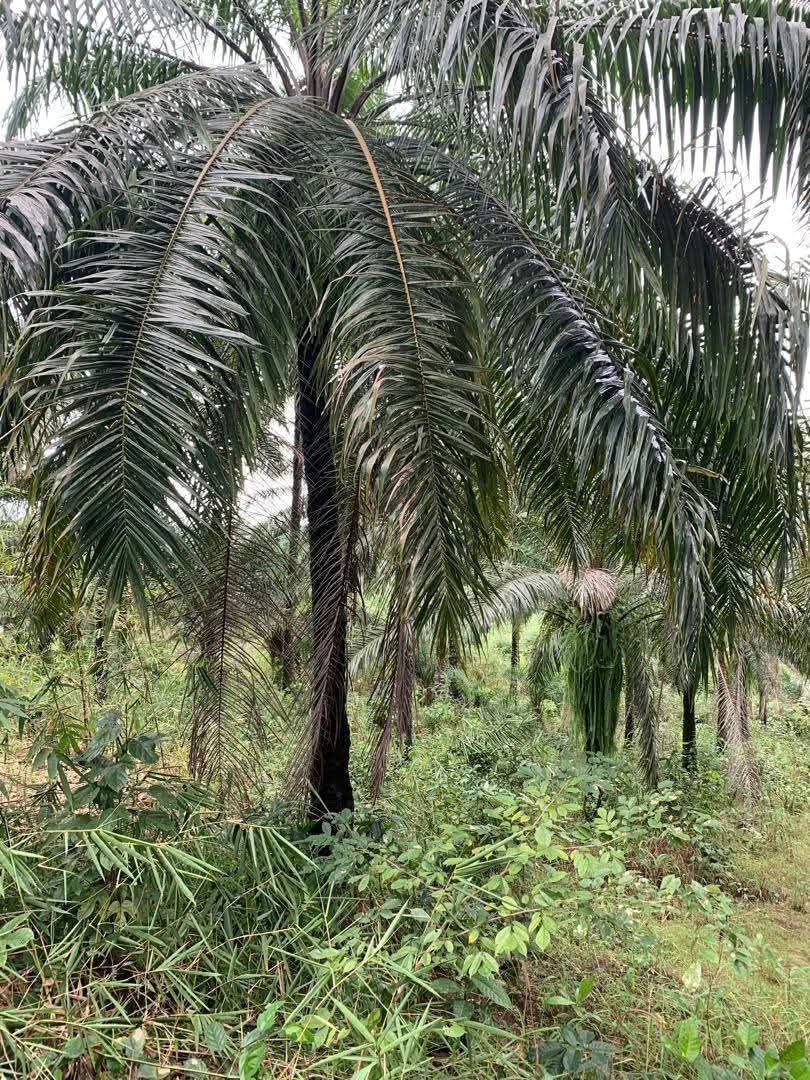 Land for Sale in Obio etoi, Akwa Ibom - Image 1