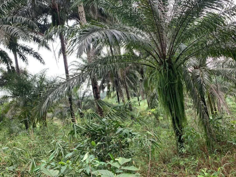 Land for Sale in Obio etoi, Akwa Ibom - Image 3