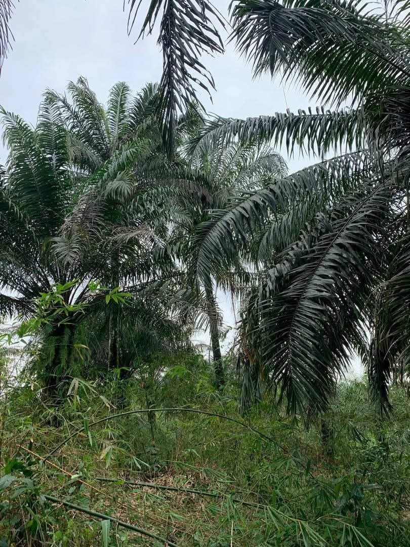 Land for Sale in Obio etoi, Akwa Ibom - Image 2