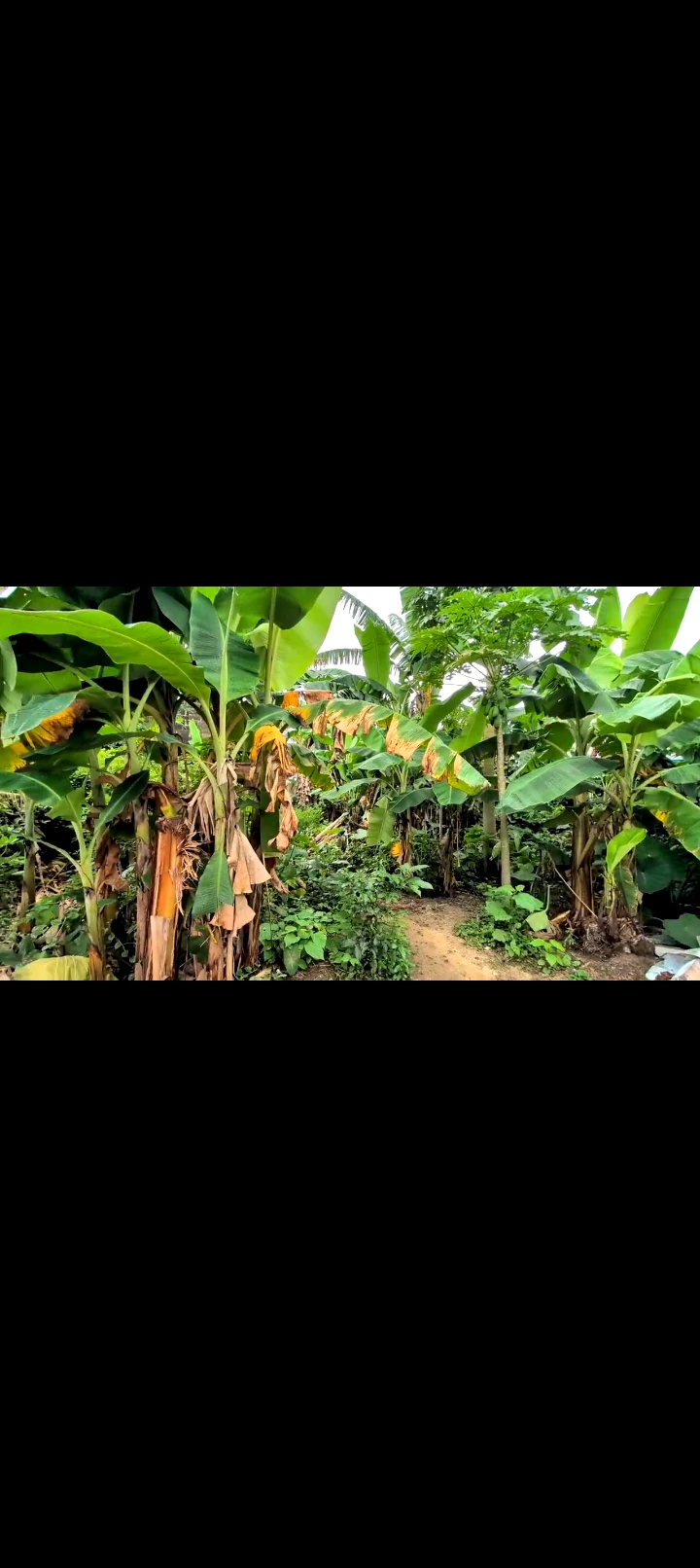 Land for Sale in Nwaniba road, Akwa Ibom - Image 2