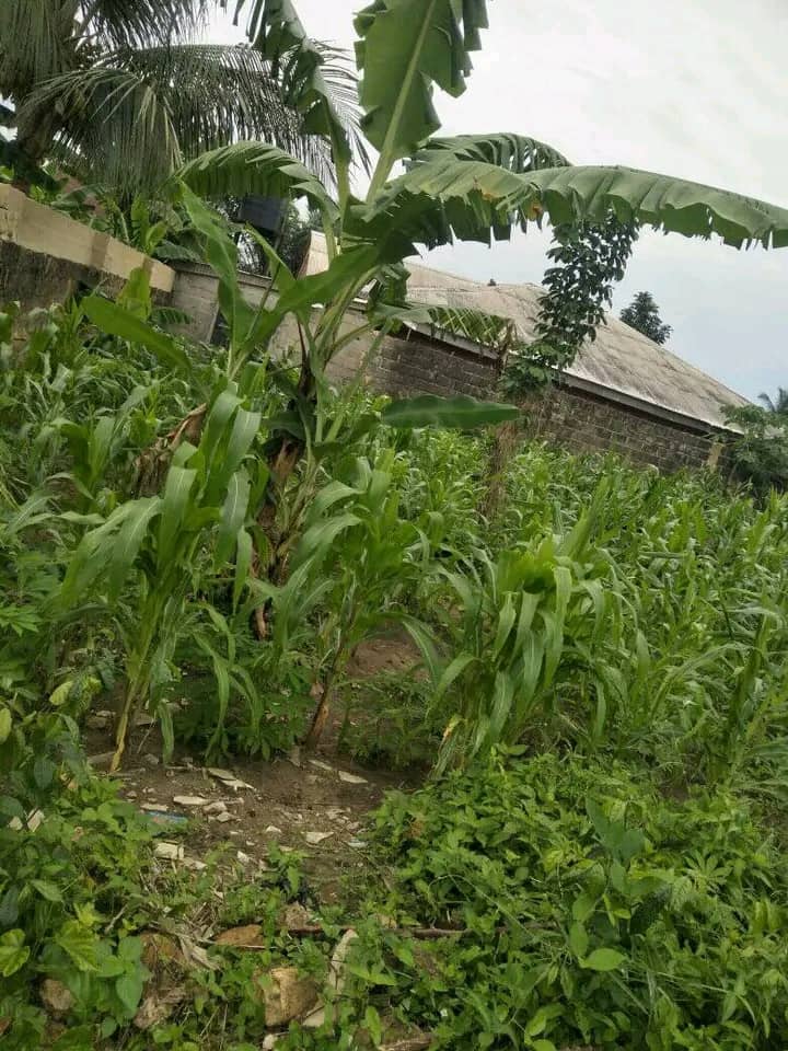 Land for Sale in Ikot Udoro ,off ikot ekpene road, Akwa Ibom cover picture