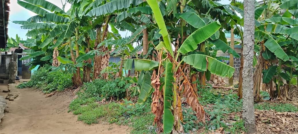 Land for Sale in Itiam street off NEPA line, Akwa Ibom cover picture
