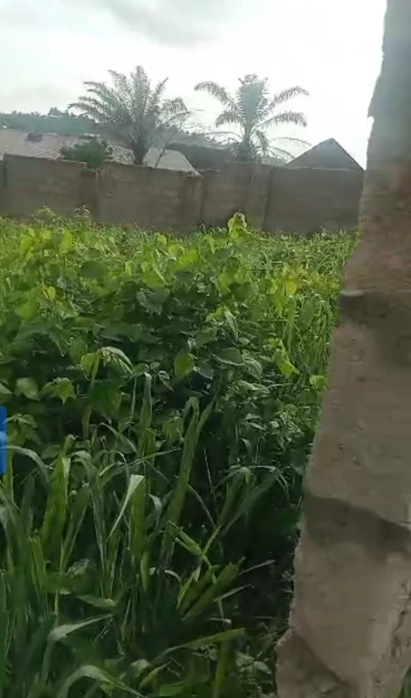 Land for Sale in Jasmine akara junction, Delta - Image 3