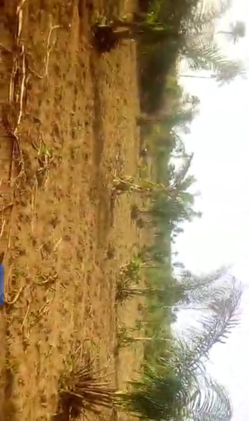 Land for Sale in Azagba, Delta - Image 2