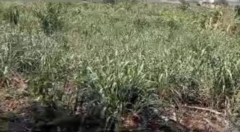 Land for Sale in Okpanam town, Delta - Image 2