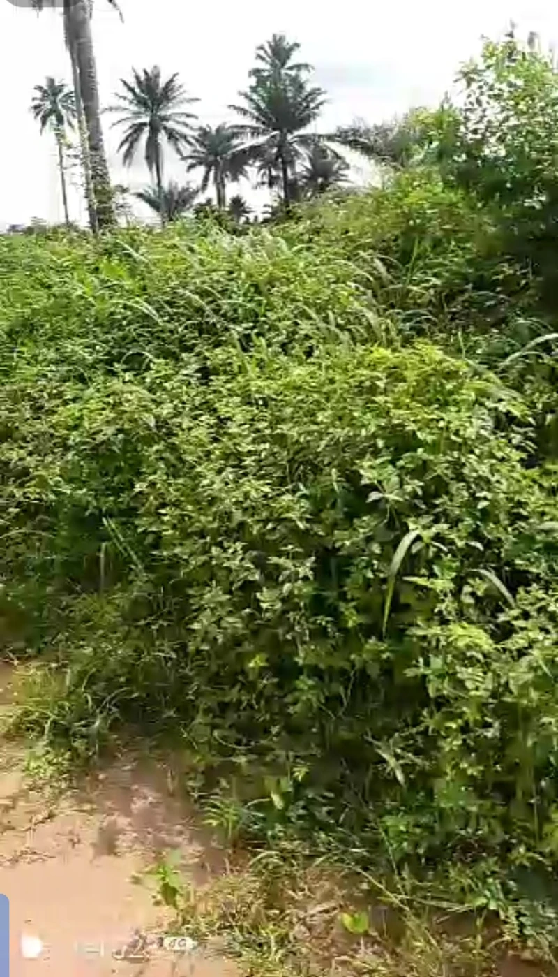 Land for Sale in Poly road, back of campus, Delta cover picture