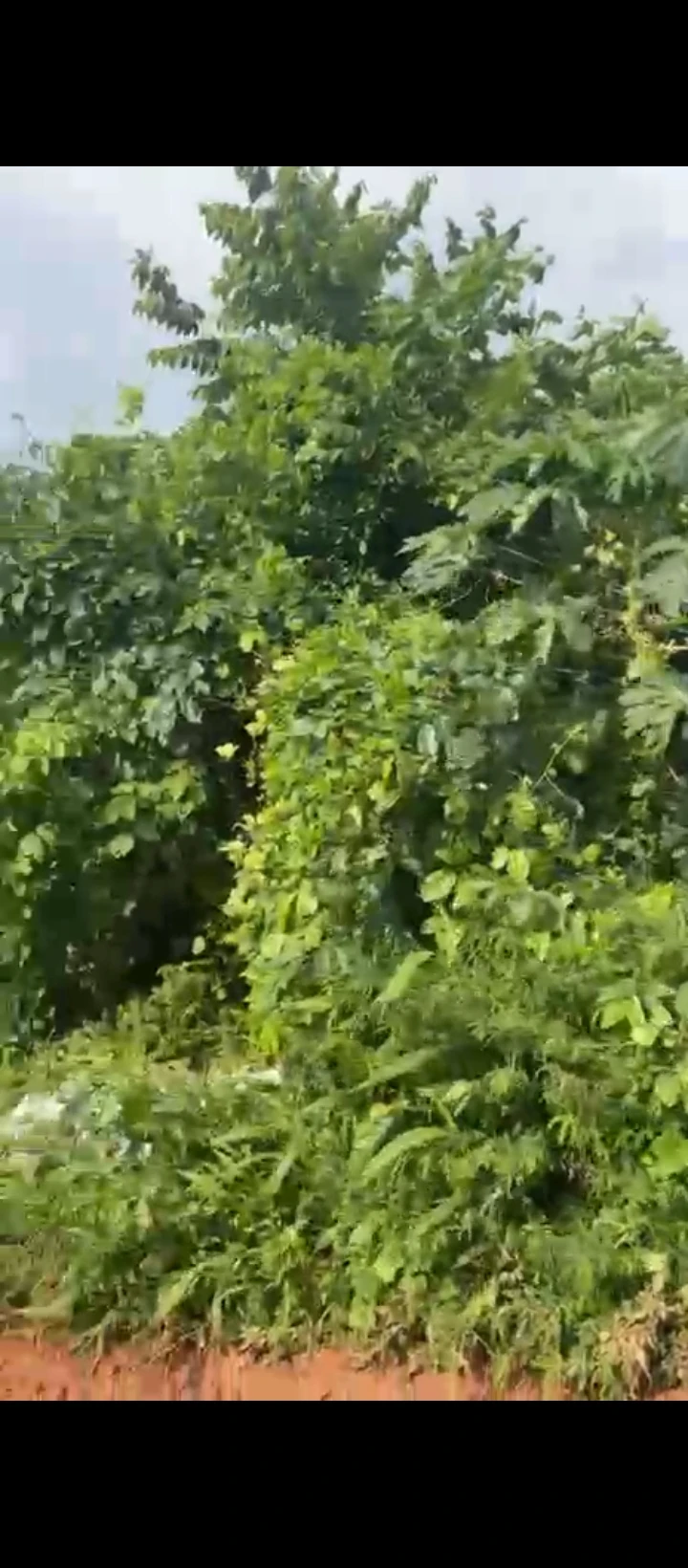 Land for Sale in Iguhomon agbor road bypass, Edo - Image 4