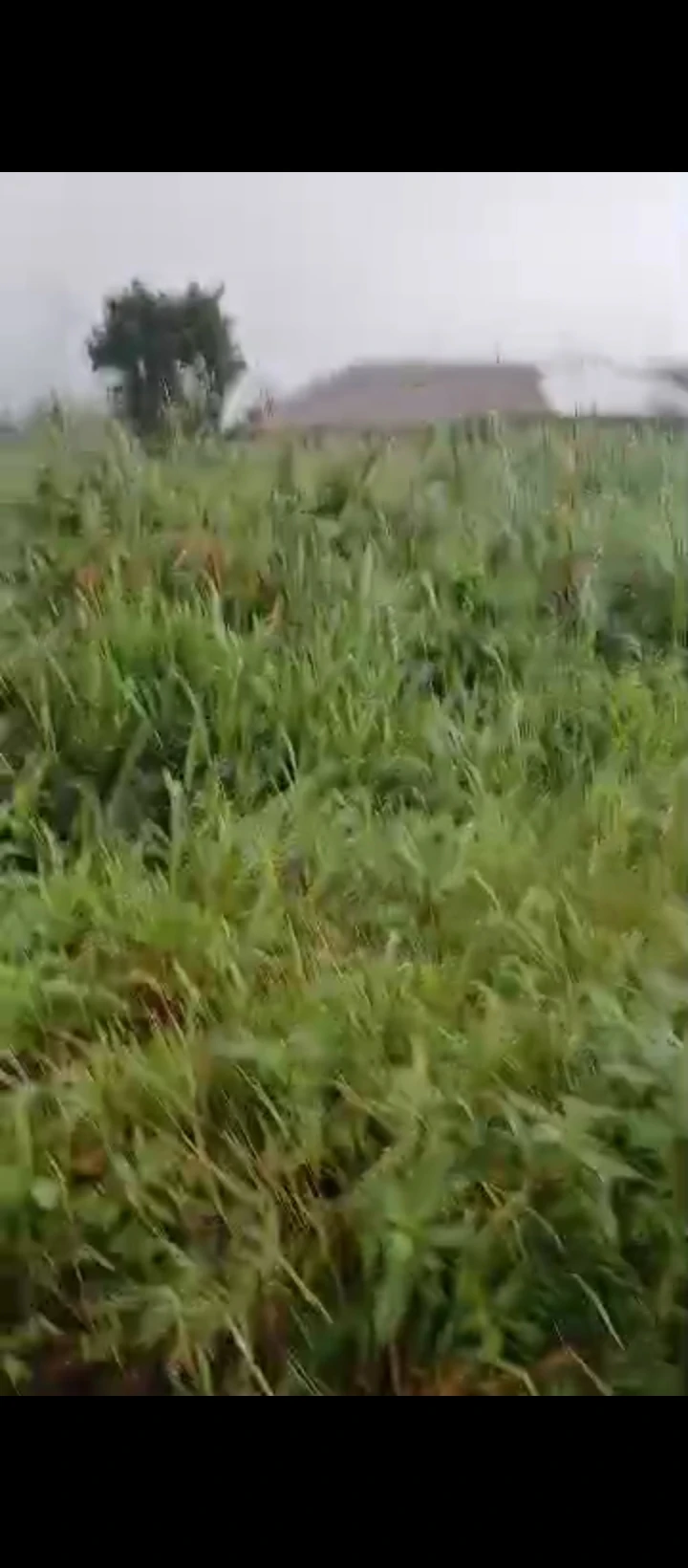 Land for Sale in Ogueka Benin auchi road, Edo - Image 4