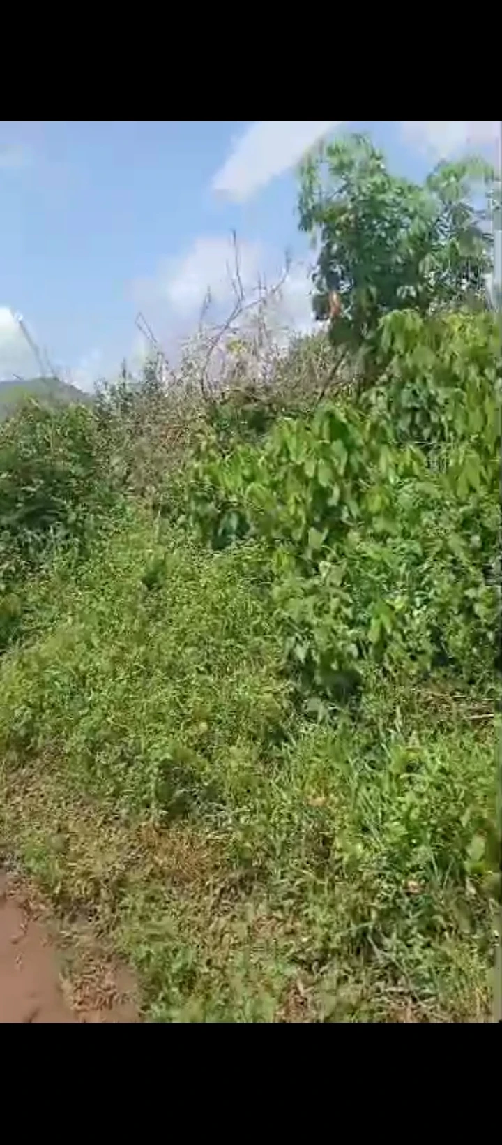 Land for Sale in Ohlolo community, Edo - Image 6