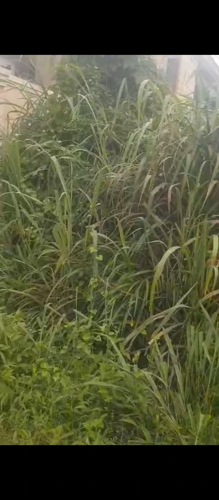 Land for Sale in Arougba airport road, Edo - Image 4