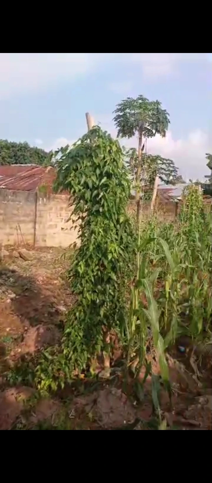 Land for Sale in Iriri airport road, Edo - Image 3
