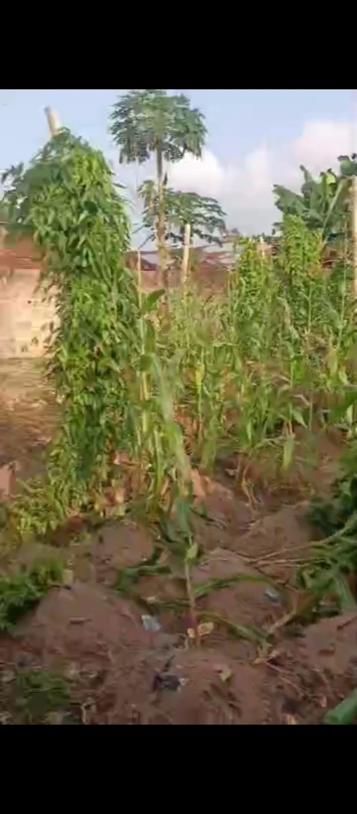 Land for Sale in Iriri airport road, Edo - Image 2