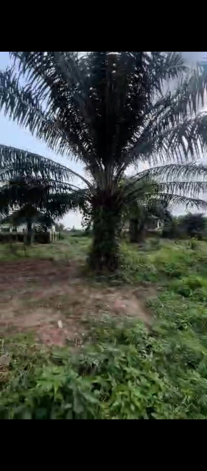 Land for Sale in Amagba, Edo - Image 6