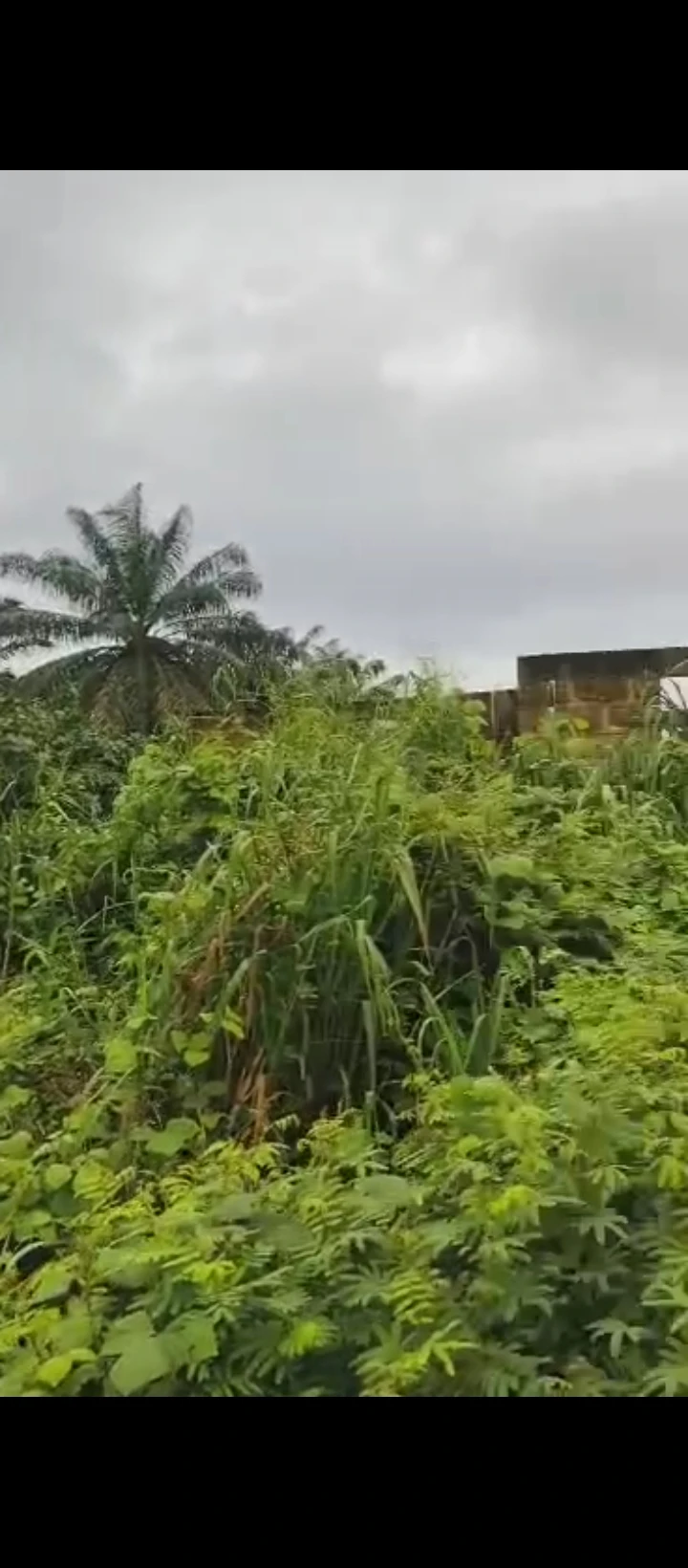 Land for Sale in Ologbo sapele road, Edo - Image 2