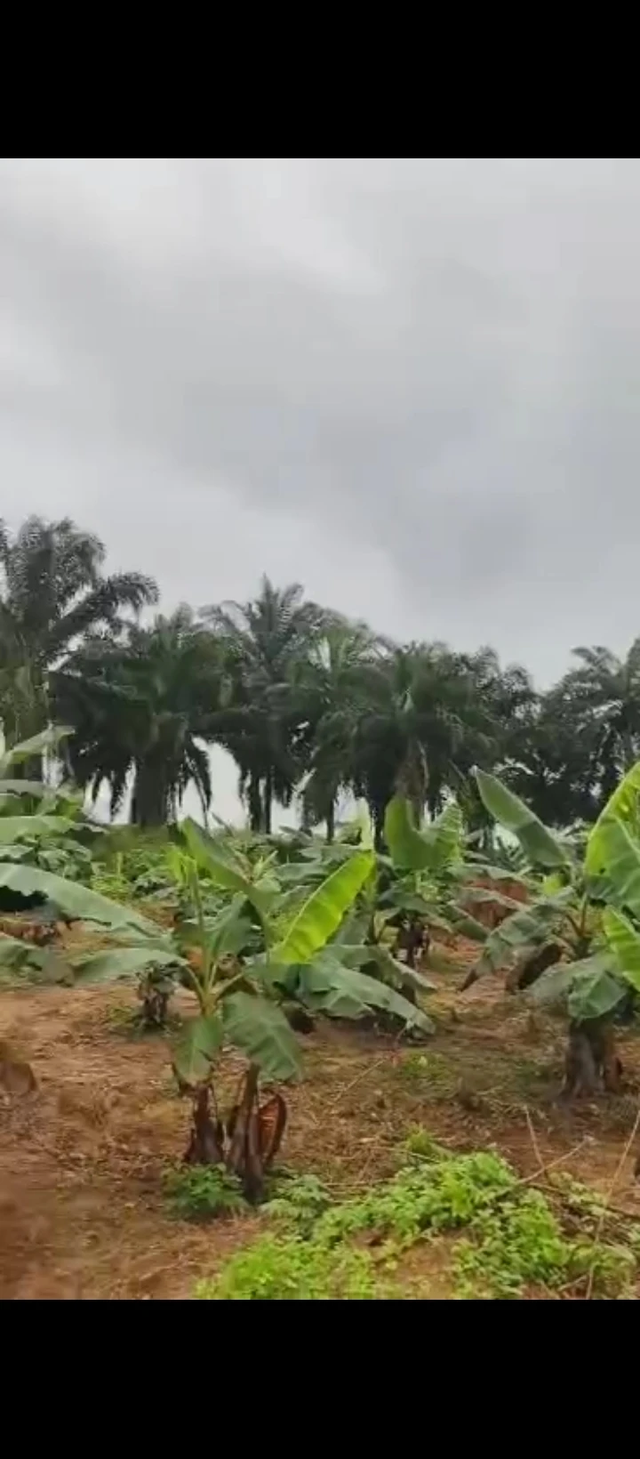 Land for Sale in Ologbo sapele road, Edo - Image 1