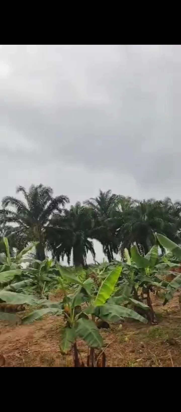 Land for Sale in Ologbo sapele road, Edo - Image 4