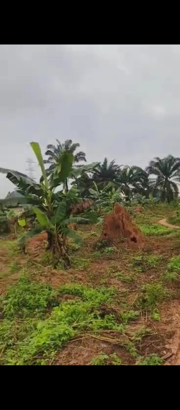 Land for Sale in Ologbo sapele road, Edo - Image 5
