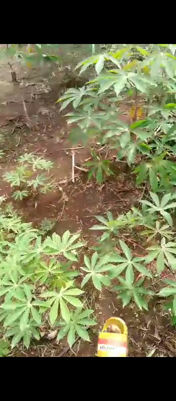 Land for Sale in Benin agbor road, Edo - Image 3