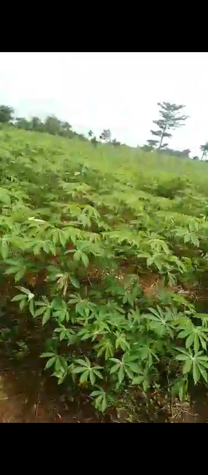 Land for Sale in Benin agbor road, Edo - Image 4