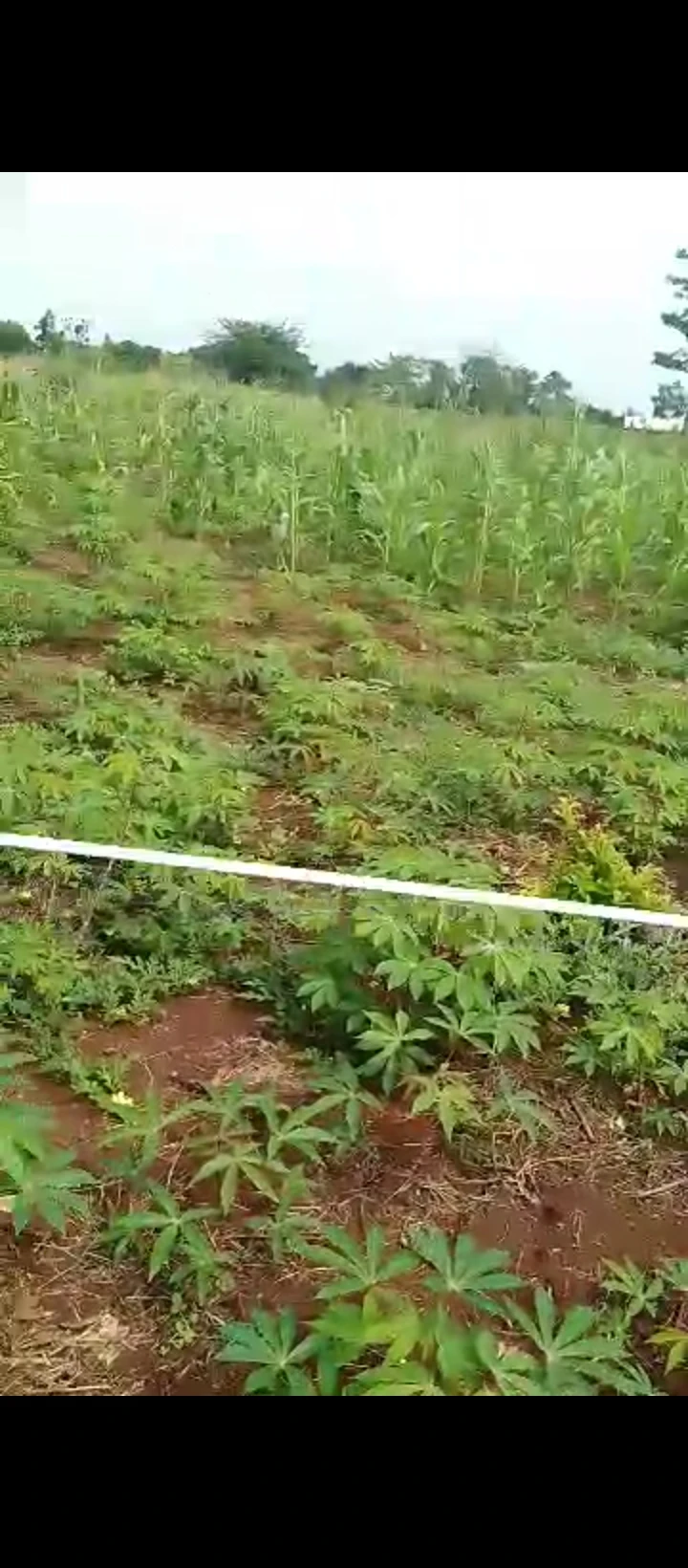Land for Sale in Benin agbor road, Edo - Image 2