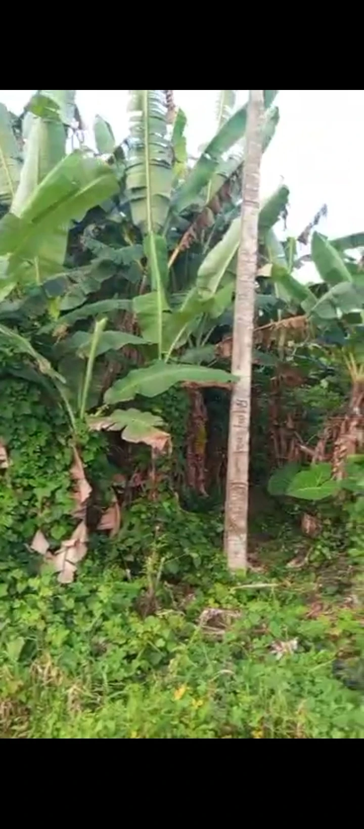 Land for Sale in Siluko road, Edo - Image 1