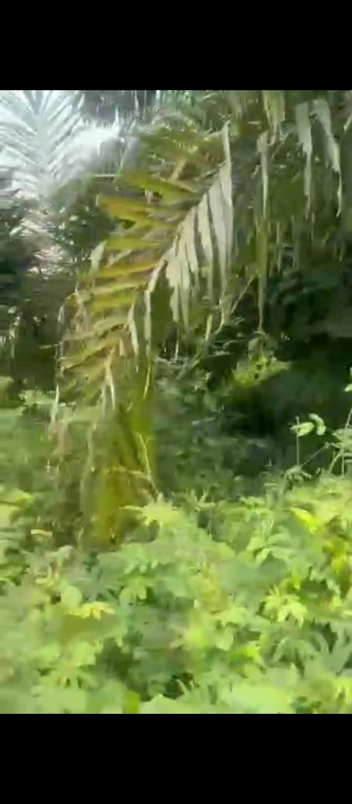 Land for Sale in Evbhuku sapele road, Edo - Image 1