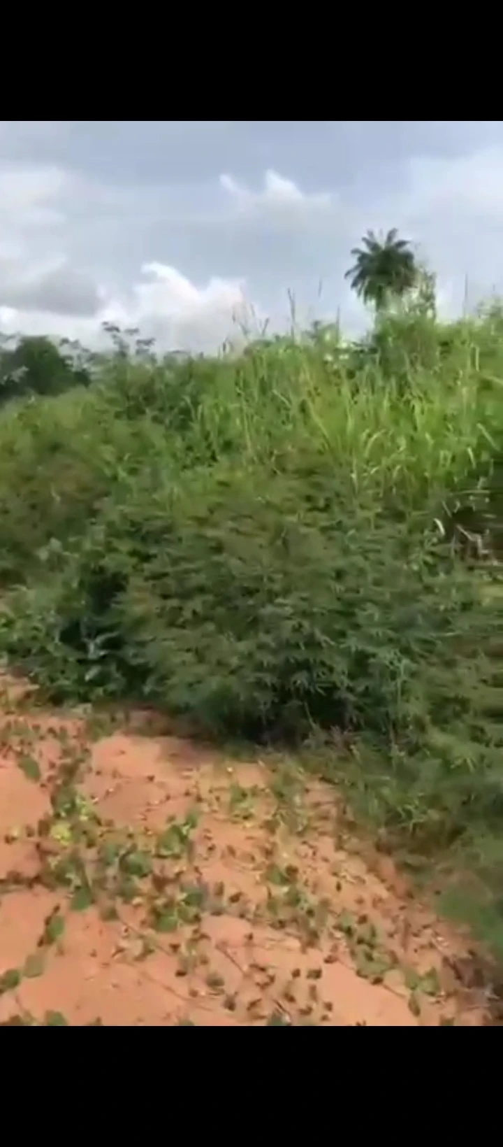 Land for Sale in Ebvoro community, Edo - Image 5