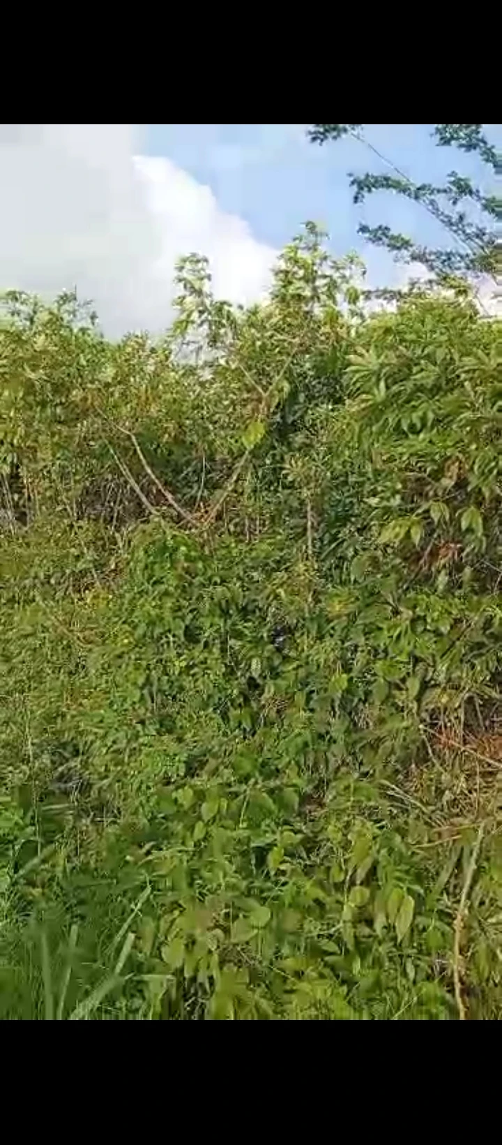 Land for Sale in Airport road, Edo - Image 2