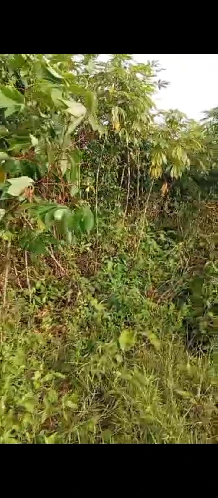 Land for Sale in Airport road, Edo - Image 1